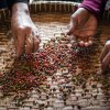 Bio rdeča paprika KAMPOT, 50 g, cela, Mill & Mortar