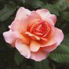216077 3 vonna svicka bohemian rose doba horeni 30 hodin cestovni baleni isle of skye candle company