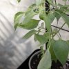 218108 5 opora pro rostliny simply grow 70 x 102 cm cerna ocel eva solo