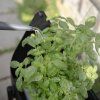 218102 4 stojan na kvetiny simply grow 80 x 73 cm cerna ocel eva solo